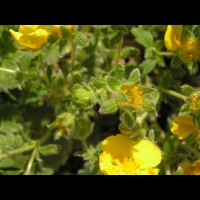 Potentilla Megalantha (fam. Rosacees) (Japon, Kamchatka, Iles Kouriles) (3)